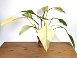 Philodendron Joepii Variegated Mint - Exact Plant #13A