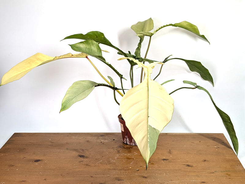 Philodendron Joepii Variegated Mint - Exact Plant #13A