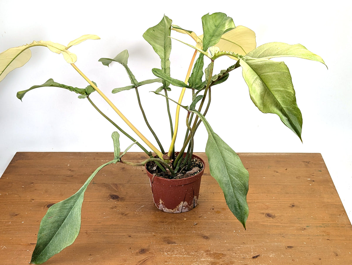 Philodendron Joepii Variegated Mint - Exact Plant #13A