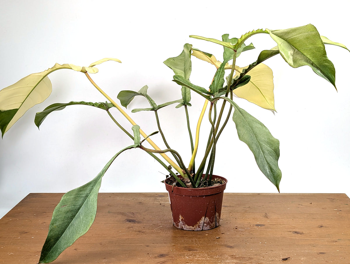 Philodendron Joepii Variegated Mint - Exact Plant #13A