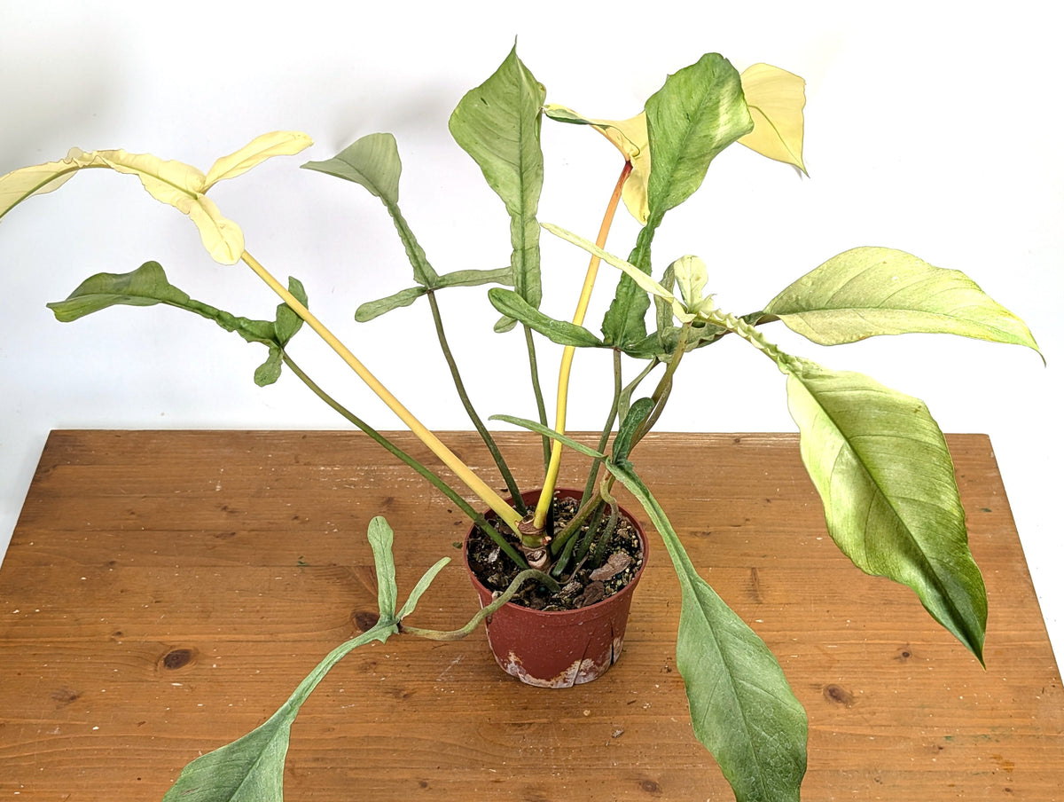 Philodendron Joepii Variegated Mint - Exact Plant #13A