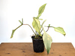 Philodendron Joepii Variegated Mint - Exact Plant #13B