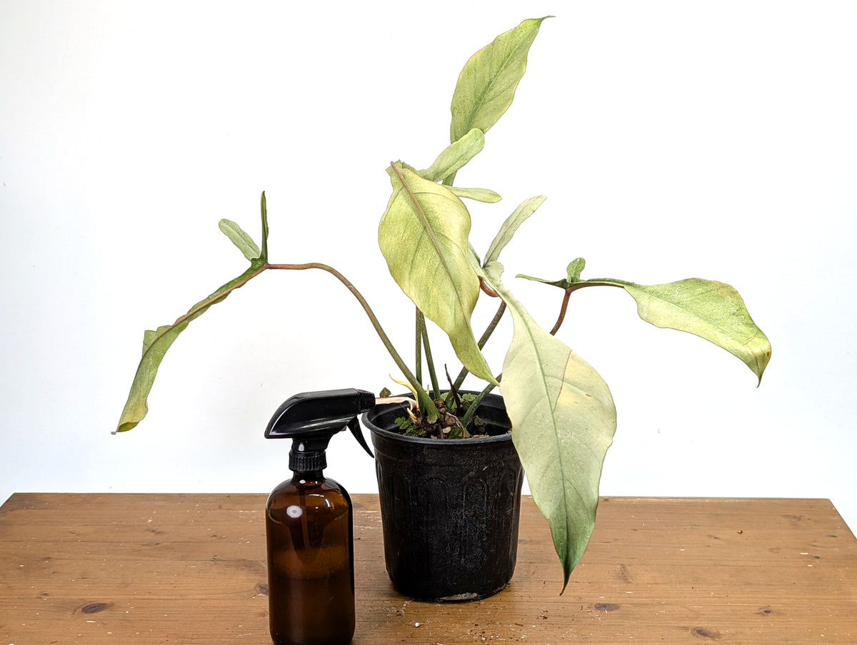 Philodendron Joepii Variegated Mint - Exact Plant #13B