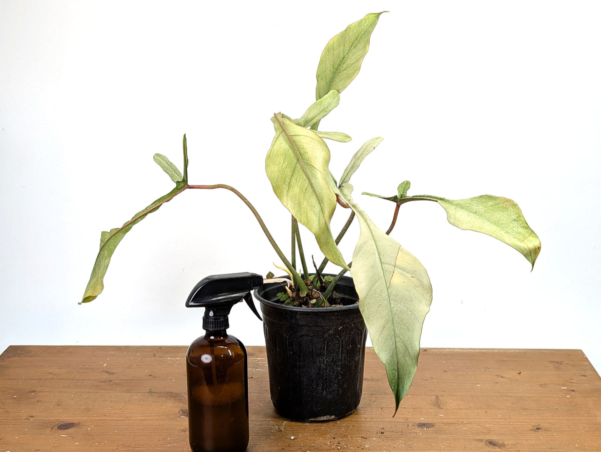 Philodendron Joepii Variegated Mint - Exact Plant #13B