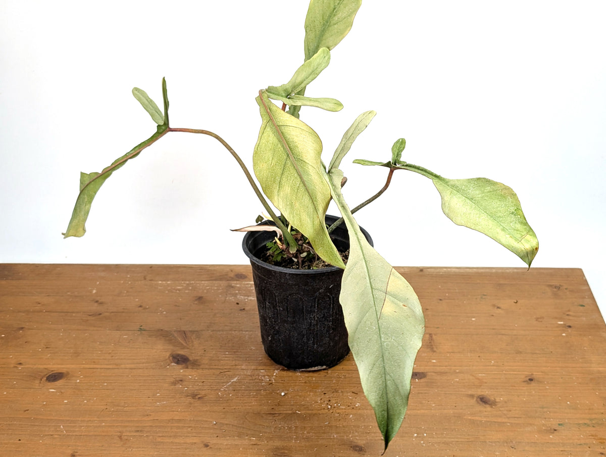 Philodendron Joepii Variegated Mint - Exact Plant #13B