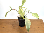 Philodendron Joepii Variegated Mint - Exact Plant #13B