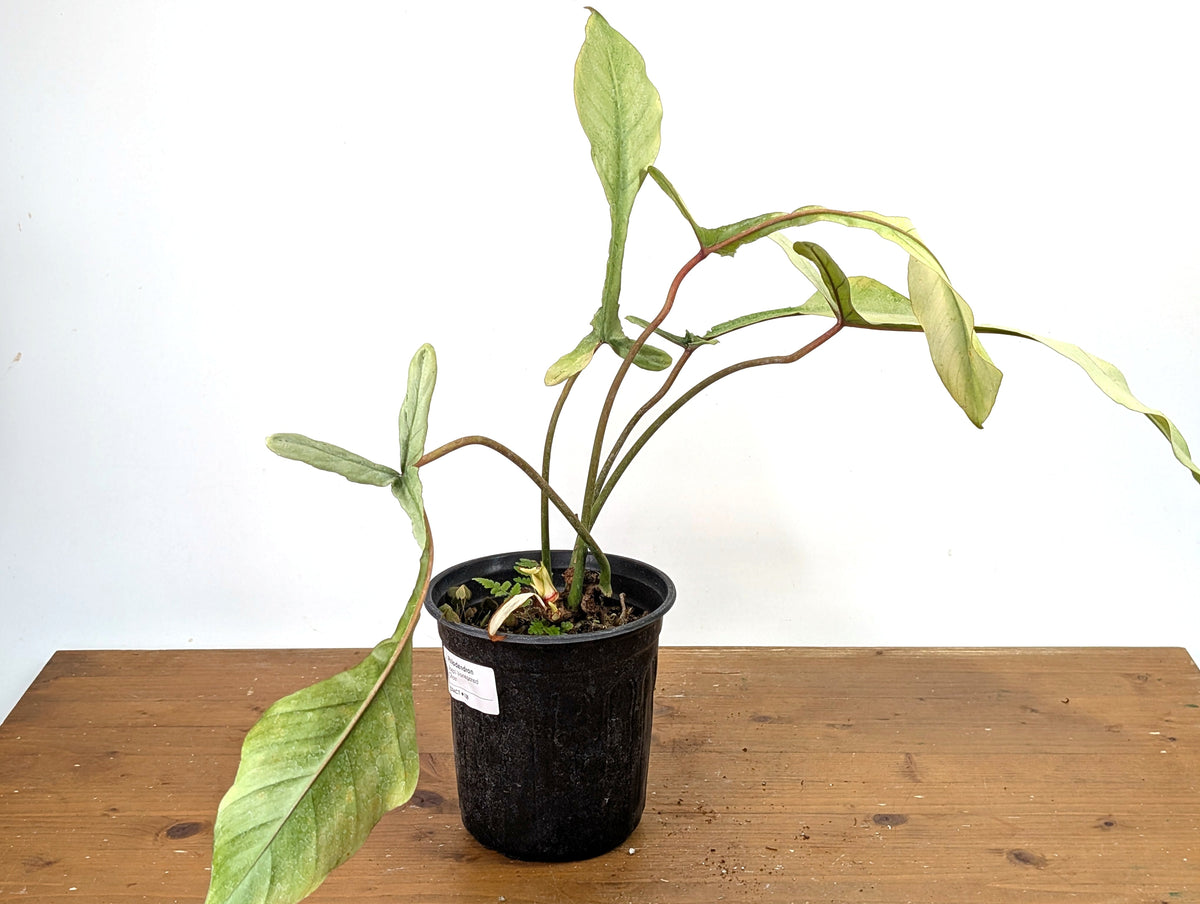 Philodendron Joepii Variegated Mint - Exact Plant #13B