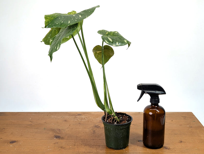 Monstera Thai Constellation - Tricolor Mutant - Exact Plant #13A