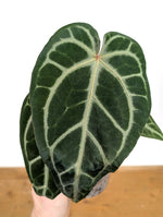 Anthurium Magnificum 'Silver' x (Doc Block F2 x NSE Red Crystal)