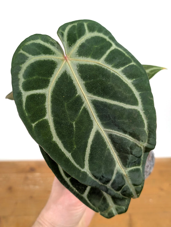 Anthurium Magnificum 'Silver' x (Doc Block F2 x NSE Red Crystal)