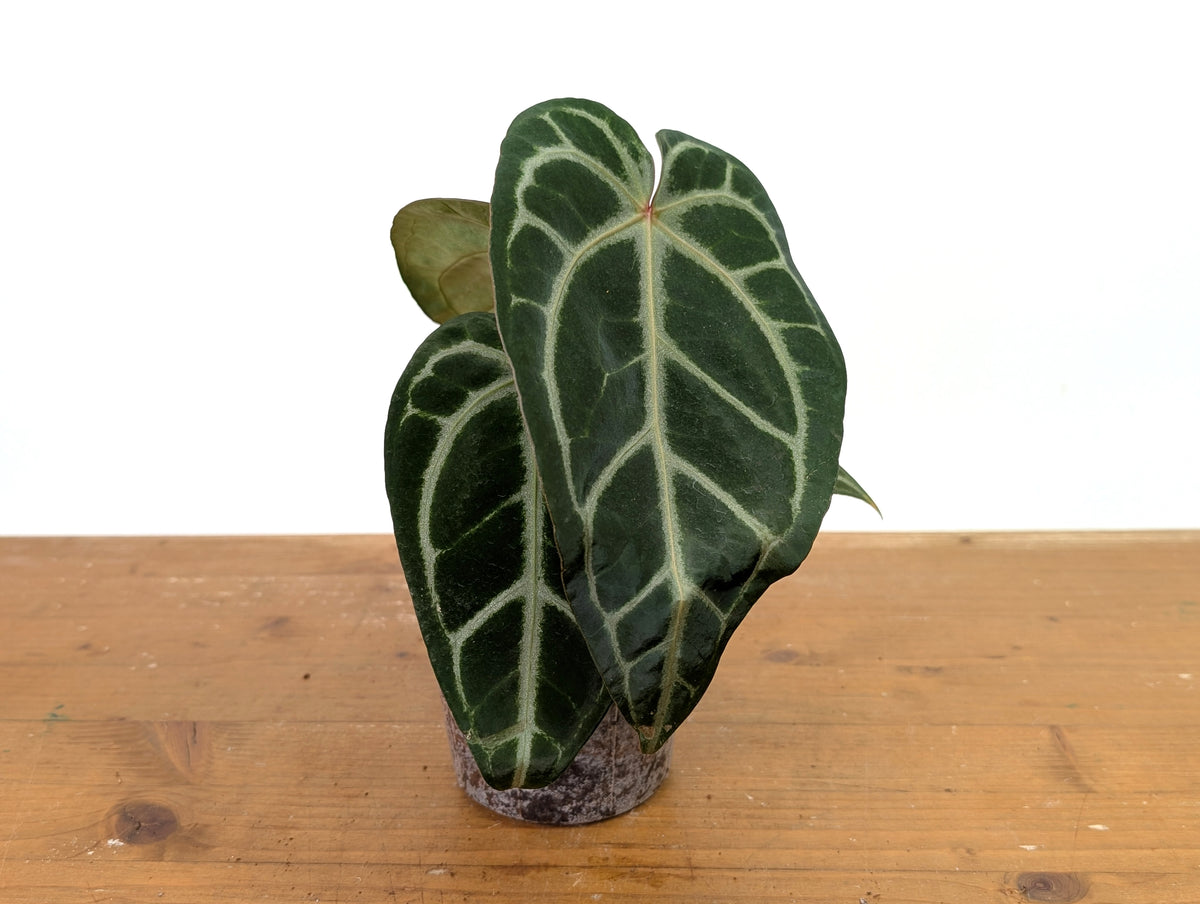 Anthurium Magnificum 'Silver' x (Doc Block F2 x NSE Red Crystal)