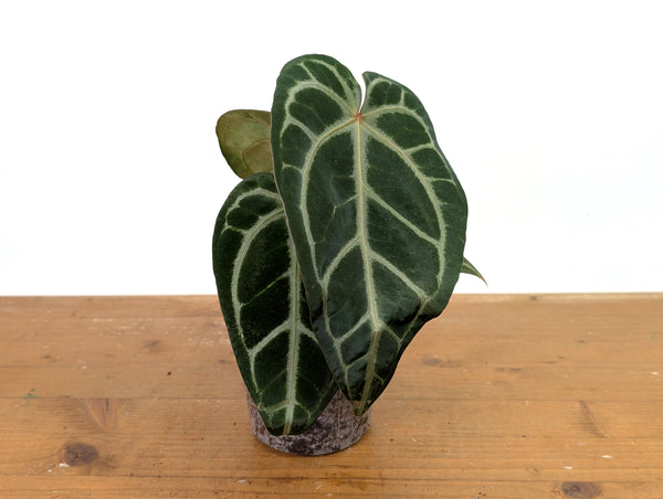 Anthurium Magnificum 'Silver' x (Doc Block F2 x NSE Red Crystal)