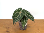 Anthurium Magnificum 'Silver' x (Doc Block F2 x NSE Red Crystal)