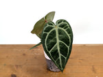 Anthurium Magnificum 'Silver' x (Doc Block F2 x NSE Red Crystal)
