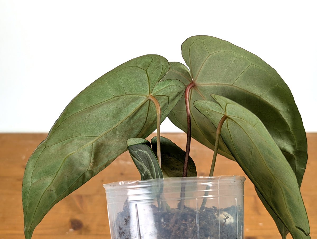 Anthurium Magnificum 'Silver' x (Doc Block F2 x NSE Red Crystal)