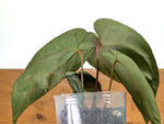 Anthurium Magnificum 'Silver' x (Doc Block F2 x NSE Red Crystal)