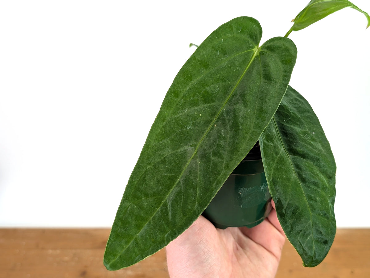 Anthurium Papillilaminum x Panamense