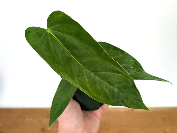 Anthurium Papillilaminum x Panamense