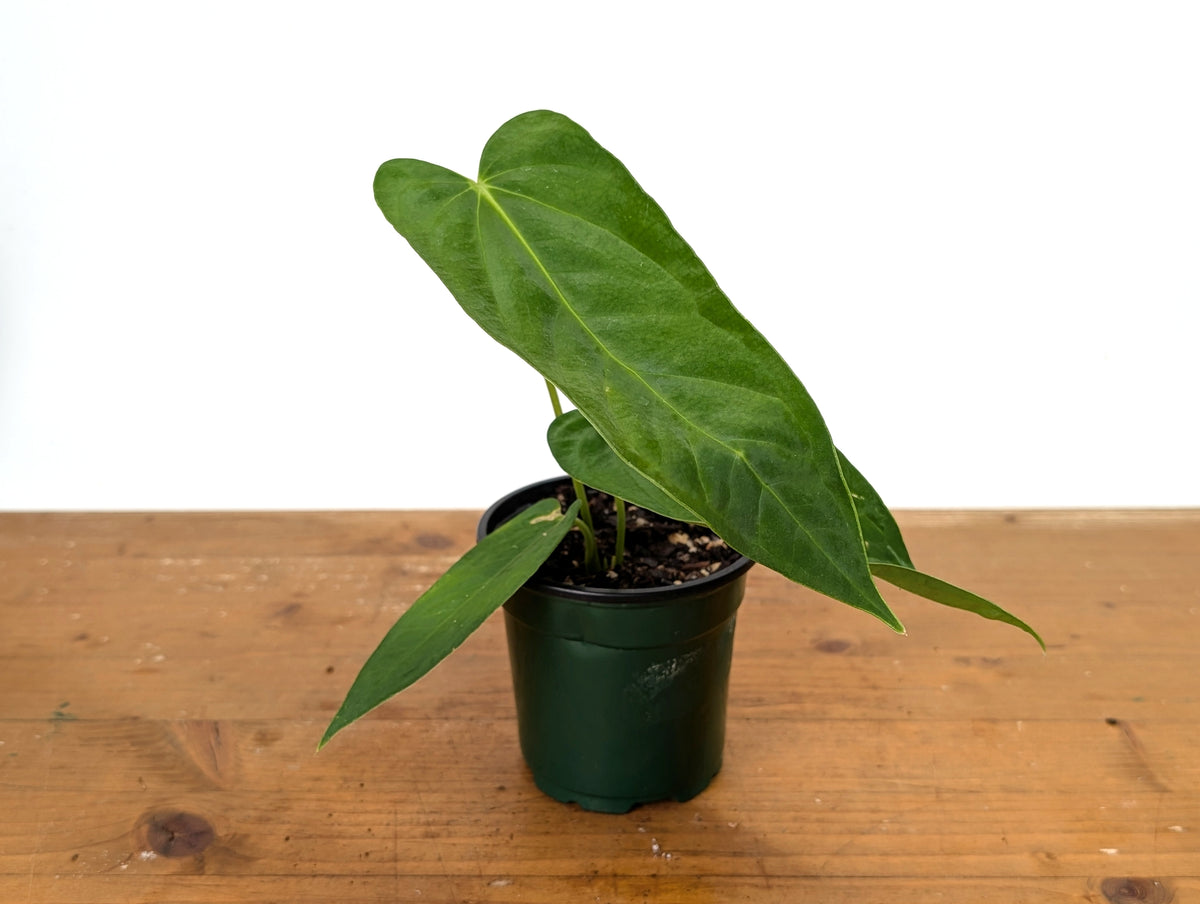 Anthurium Papillilaminum x Panamense