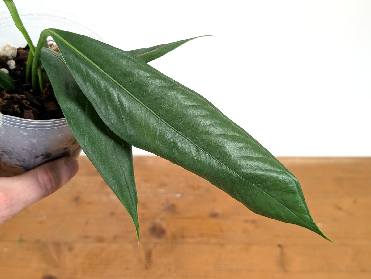 Anthurium Pallidiflorum 'Guayasa'