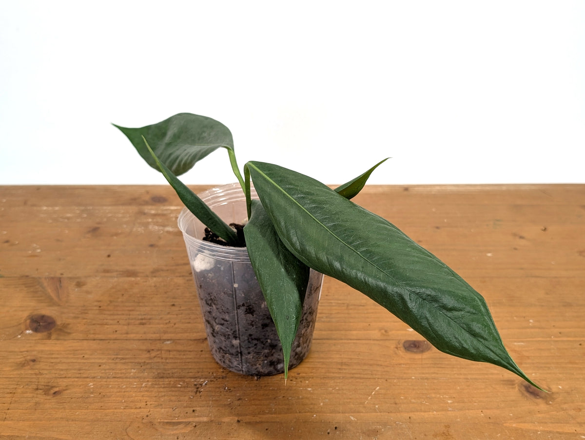 Anthurium Pallidiflorum 'Guayasa'