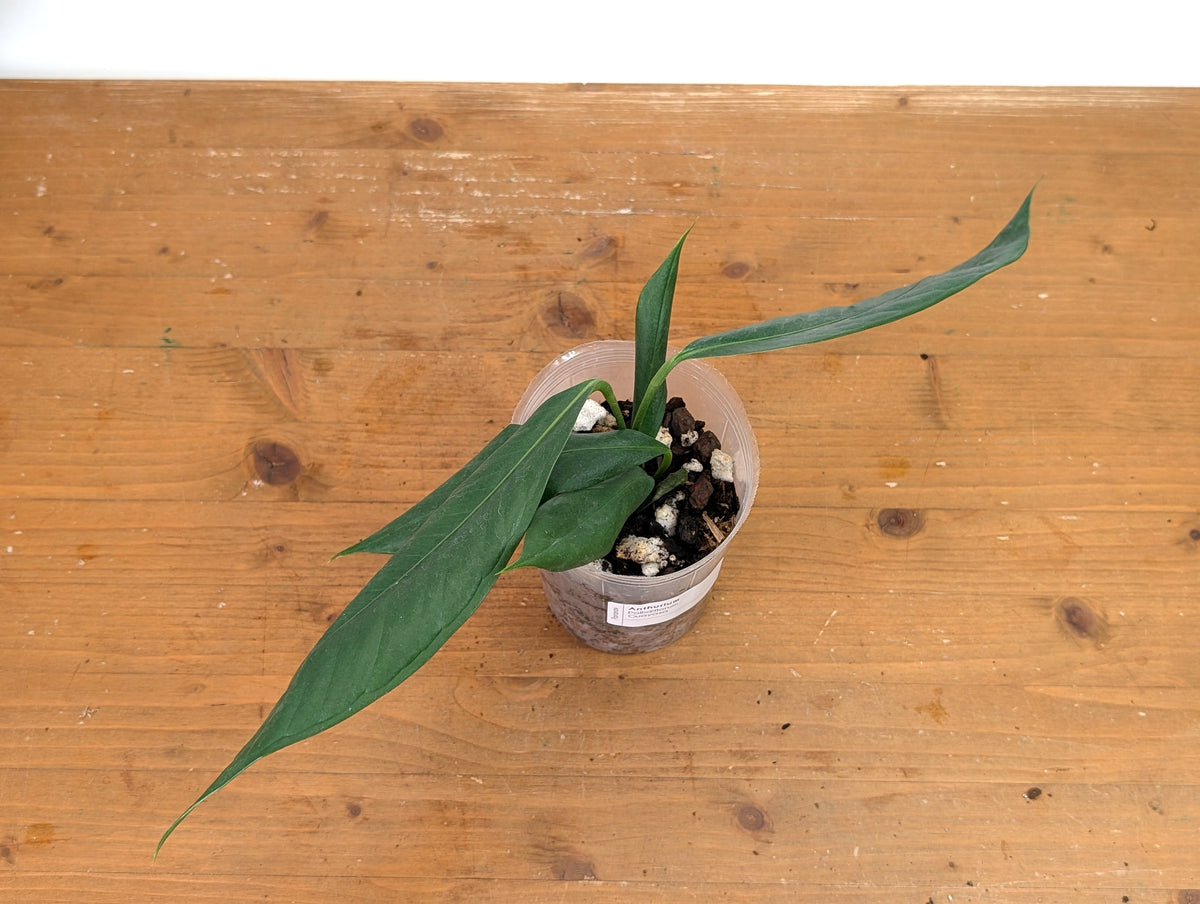 Anthurium Pallidiflorum 'Guayasa'