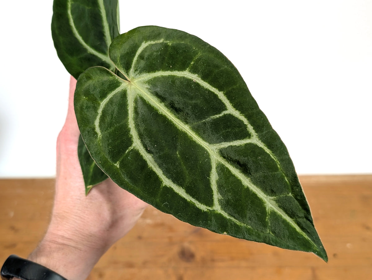 Anthurium Silver Blush x Carlablackiae