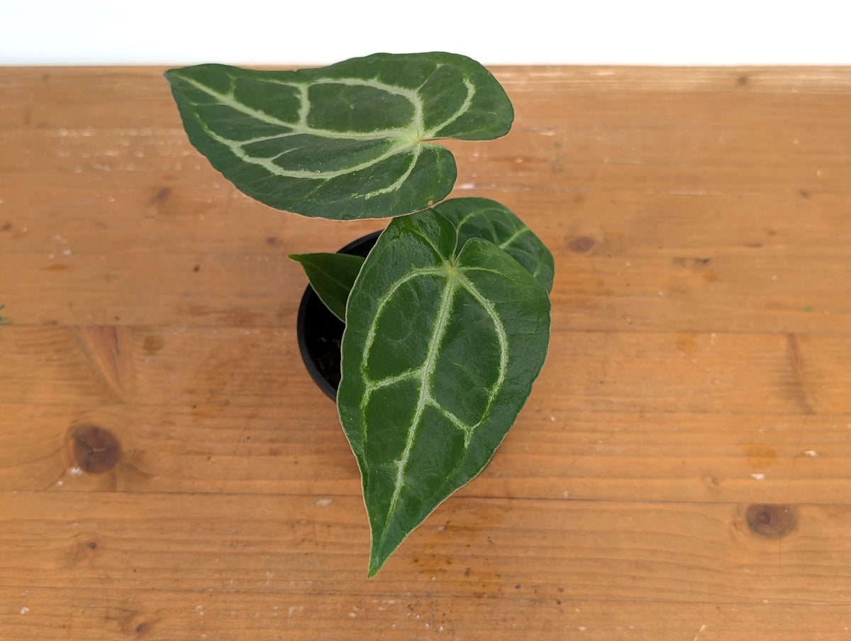 Anthurium Silver Blush x Carlablackiae