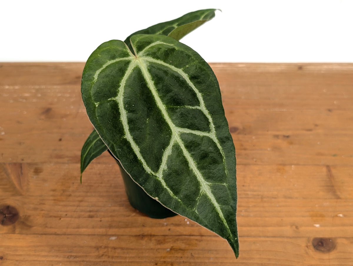 Anthurium Silver Blush x Carlablackiae