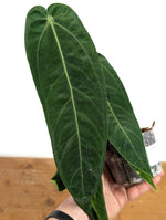 Anthurium Warocqueanum 'Princess of Hearts'