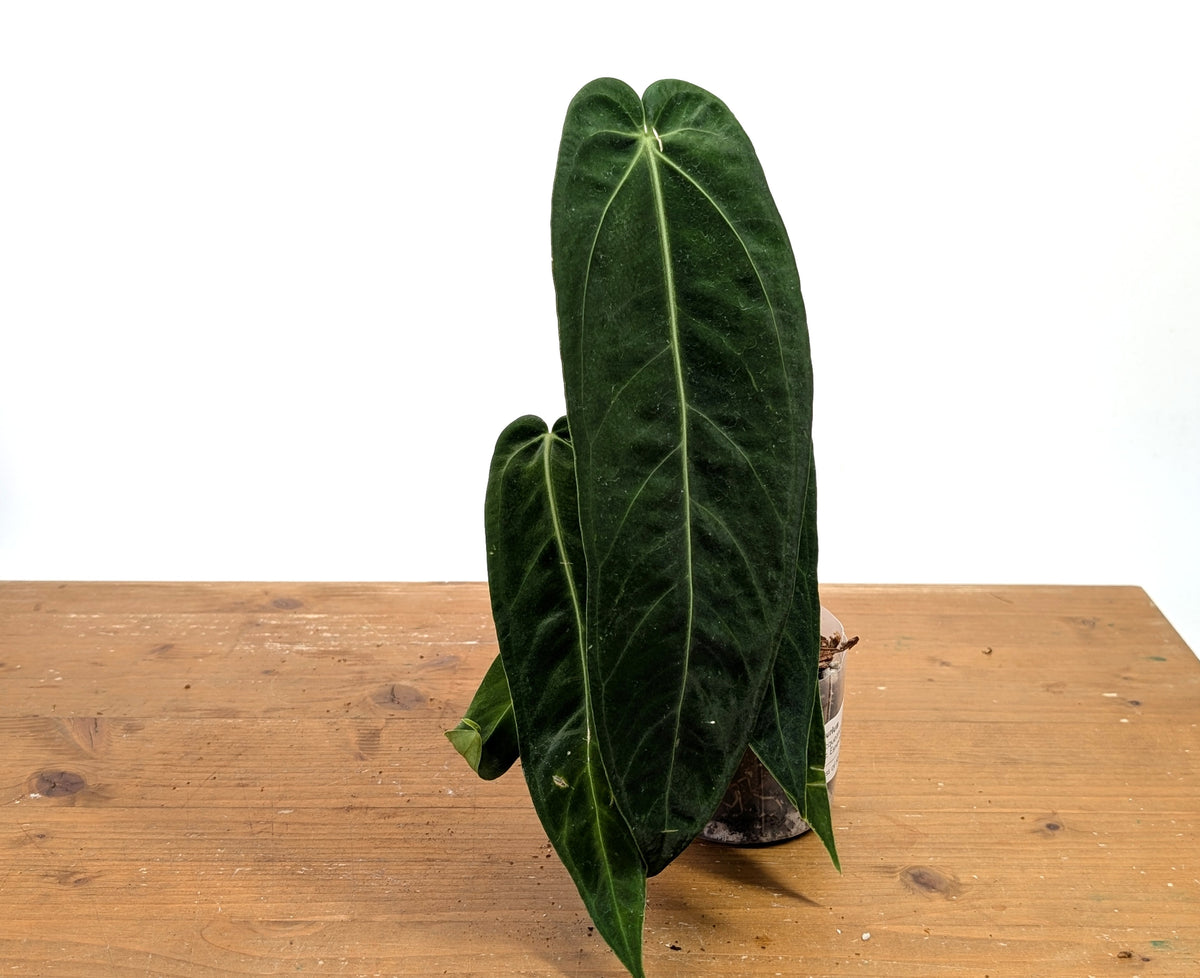 Anthurium Warocqueanum 'Princess of Hearts'