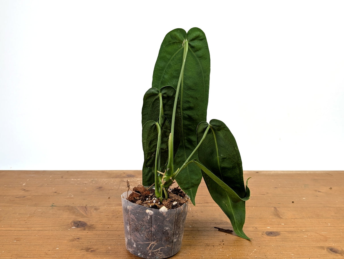 Anthurium Warocqueanum 'Princess of Hearts'