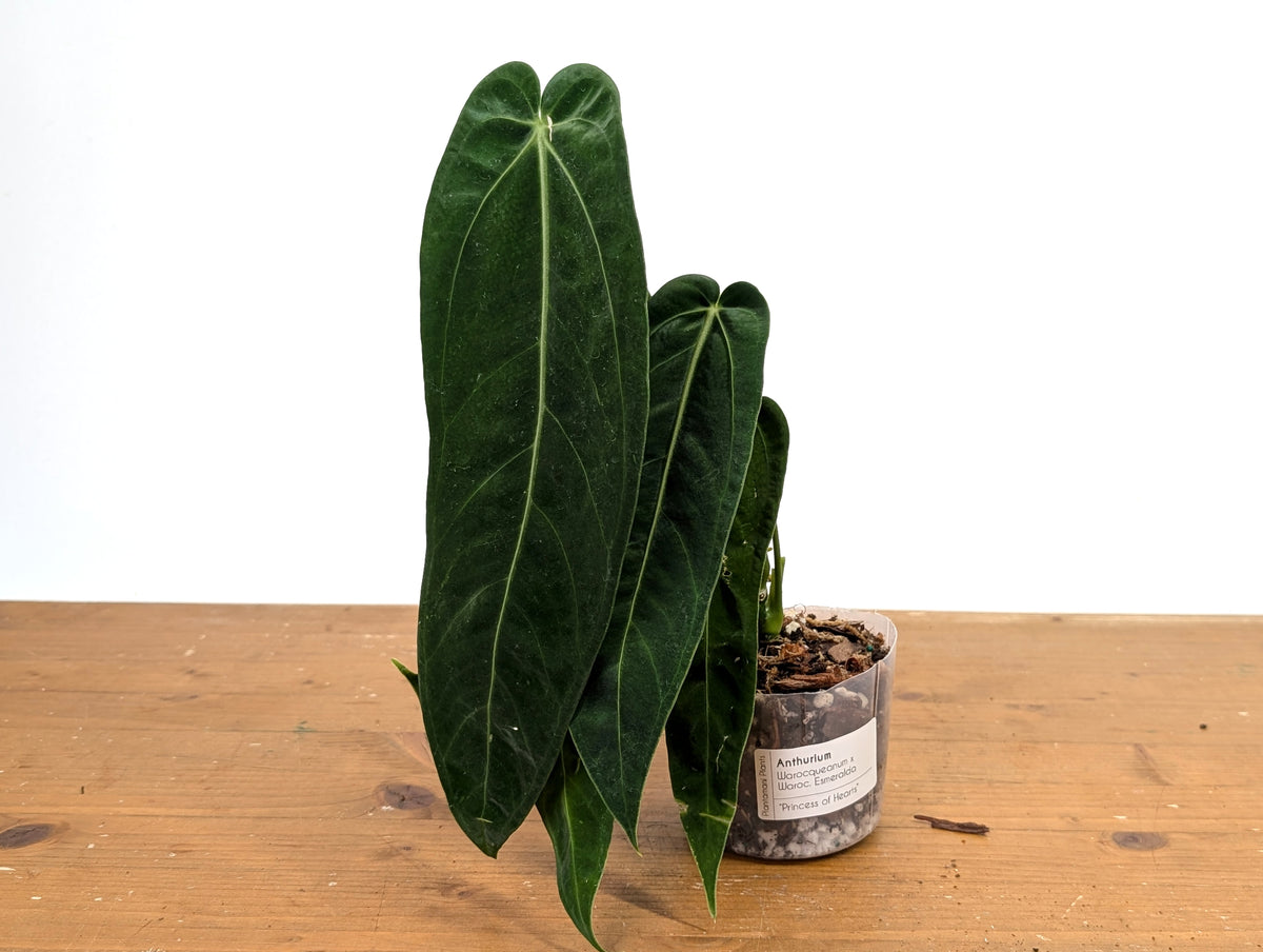 Anthurium Warocqueanum 'Princess of Hearts'