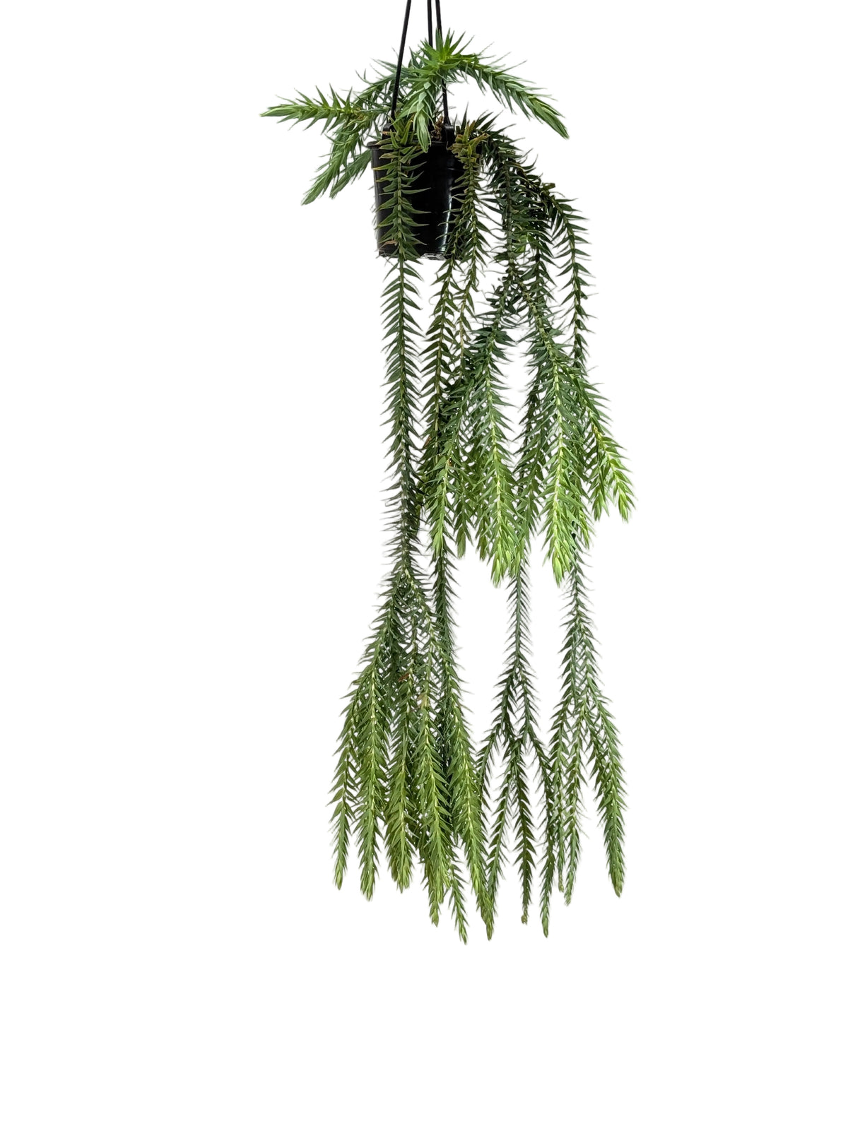 Hanging green plant on a white background