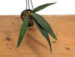 Anthurium Pallidiflorum Guazhalan