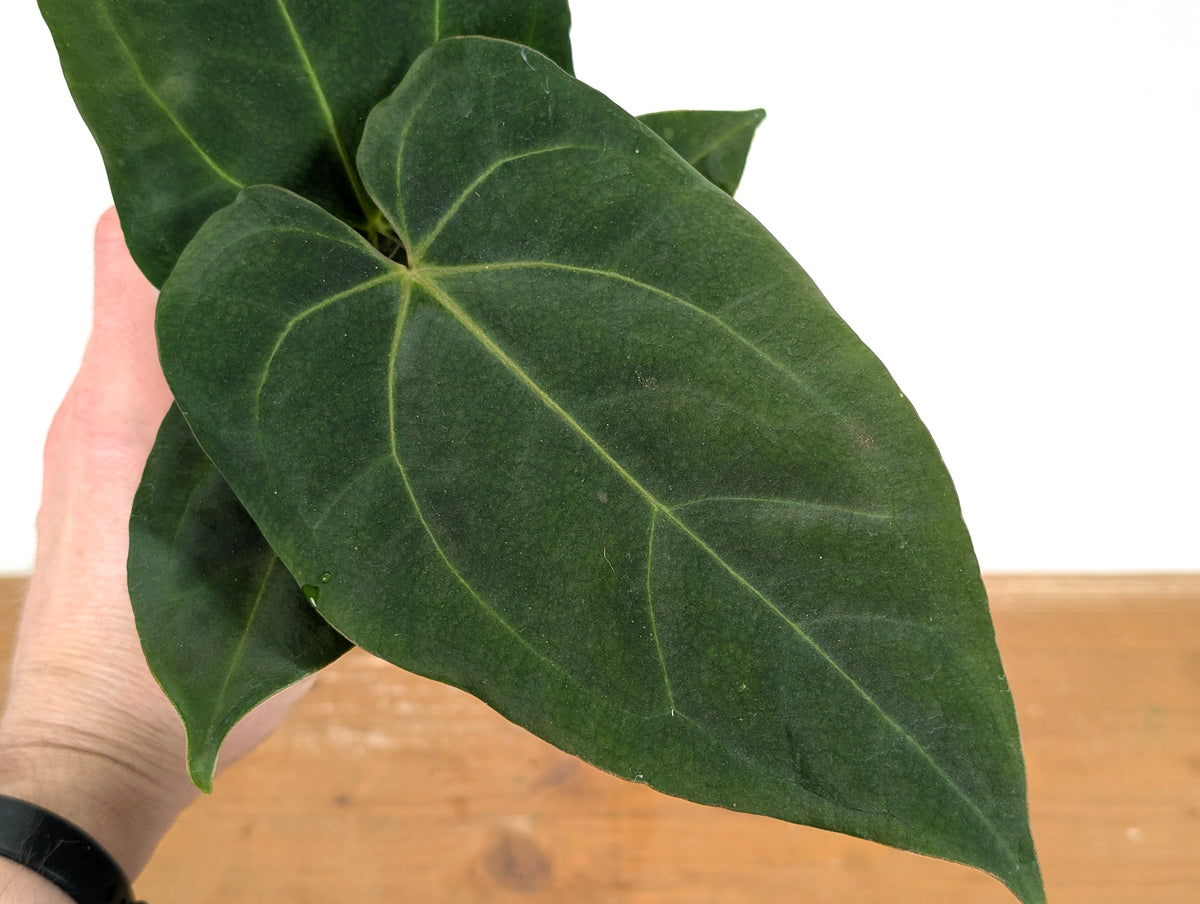 Anthurium Besseae Umbra