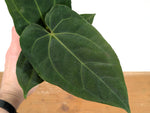 Anthurium Besseae Umbra