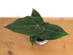 Anthurium Besseae Umbra