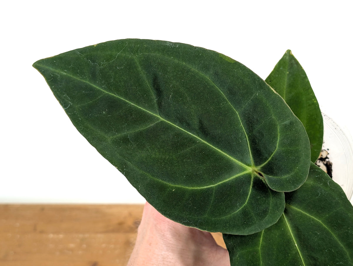 Anthurium Besseae Umbra