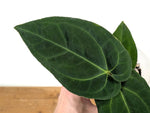 Anthurium Besseae Umbra