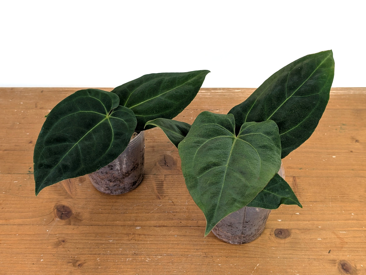 Anthurium Besseae Umbra