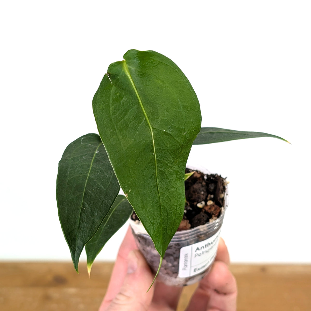 Anthurium Peltigerum