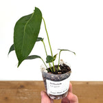 Anthurium Peltigerum