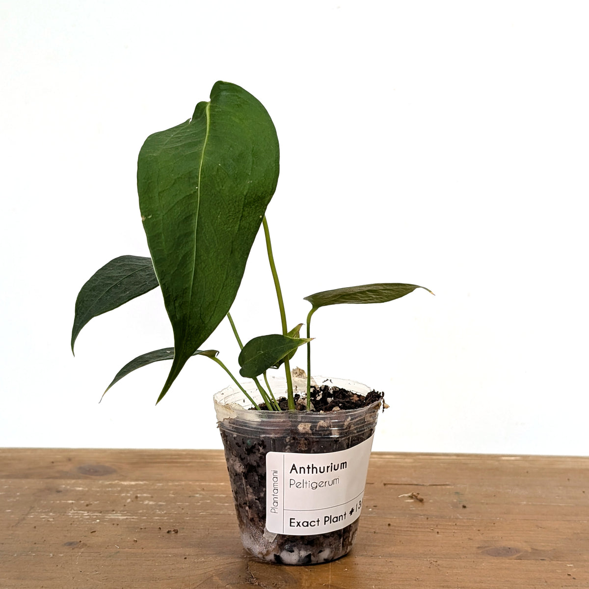 Anthurium Peltigerum