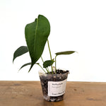 Anthurium Peltigerum