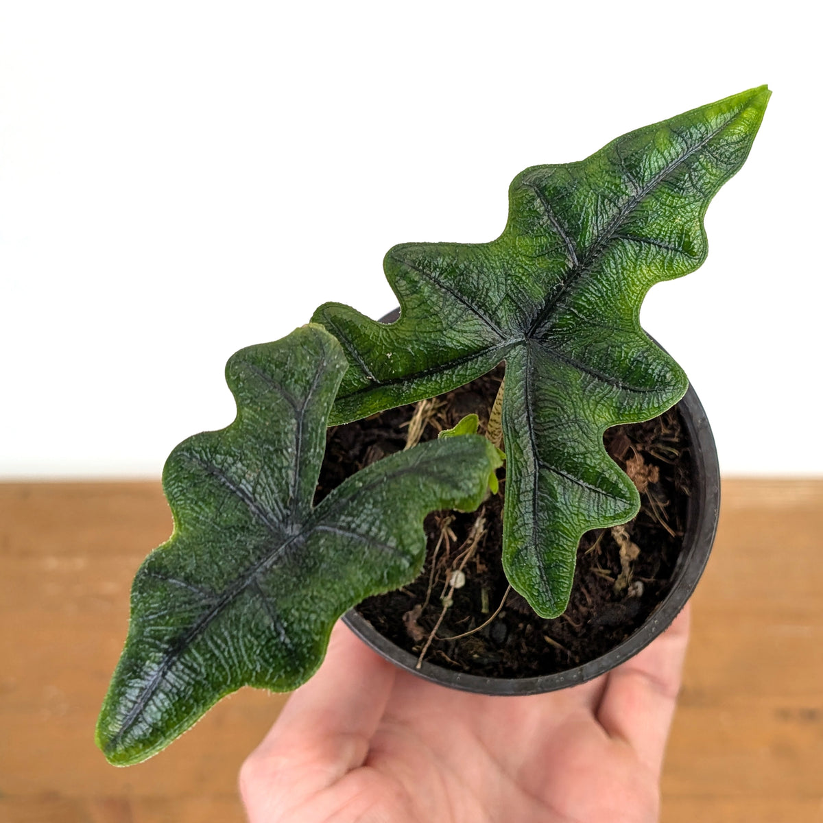 Alocasia tandurusa 'Jacklyn'