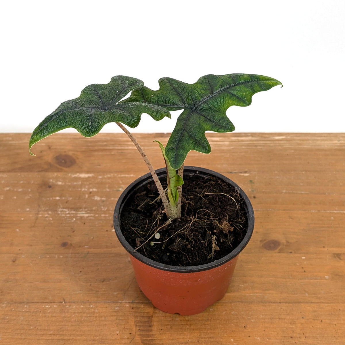 Alocasia tandurusa 'Jacklyn'