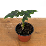 Alocasia tandurusa 'Jacklyn'