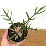 Philodendron Tortum