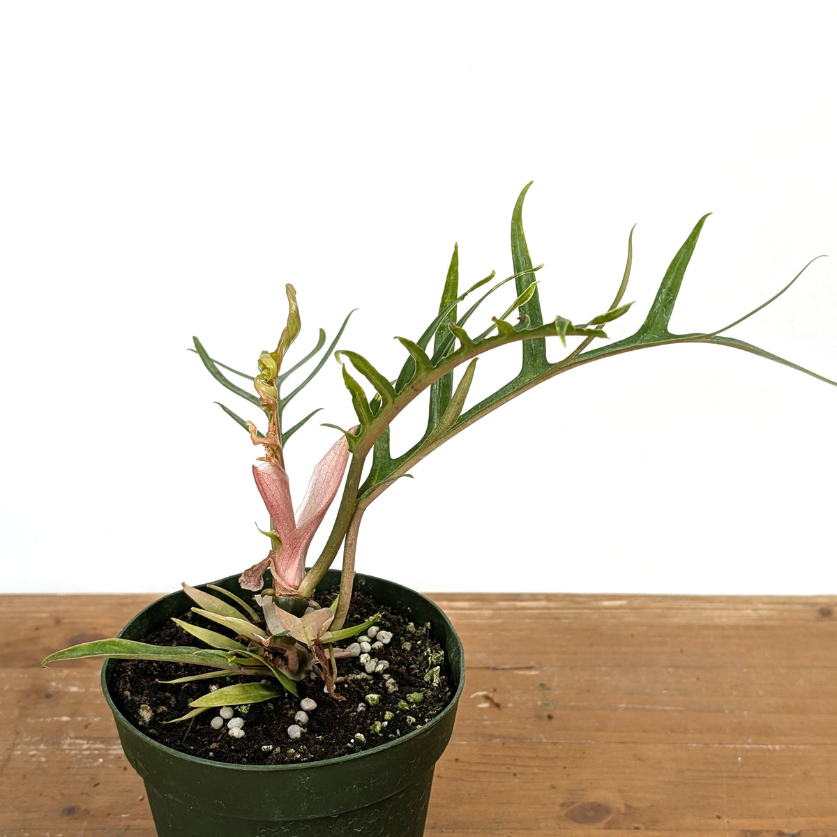 Philodendron Tortum